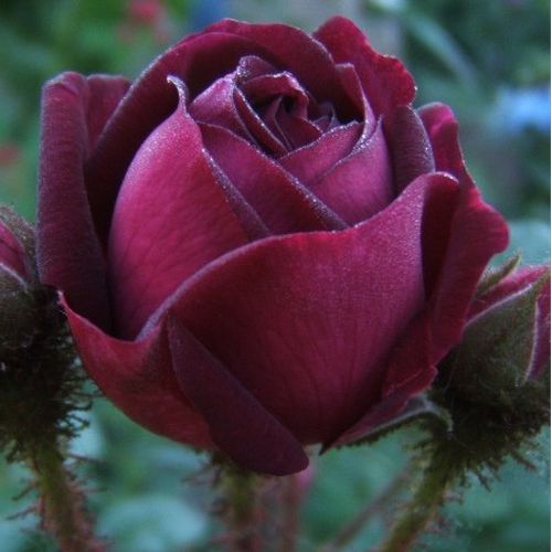 Rosa Nuits de Young - púrpura - Árbol de Rosas Miniatura - rosal de pie alto- forma de corona compacta